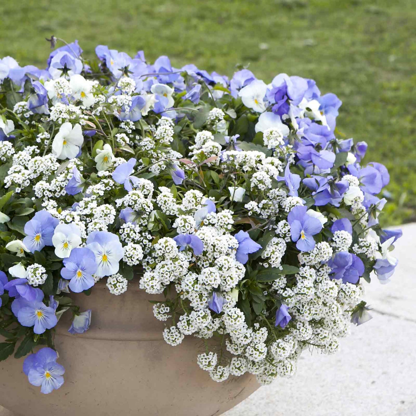 alyssum snowcloth
