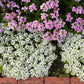 alyssum snowcloth