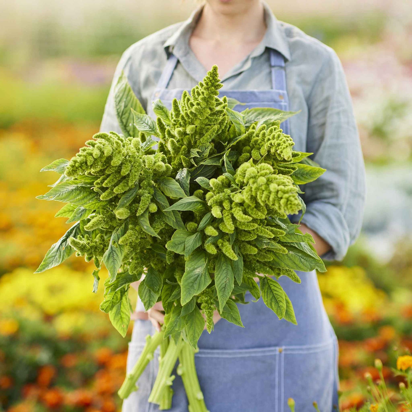 amaranth green thumb