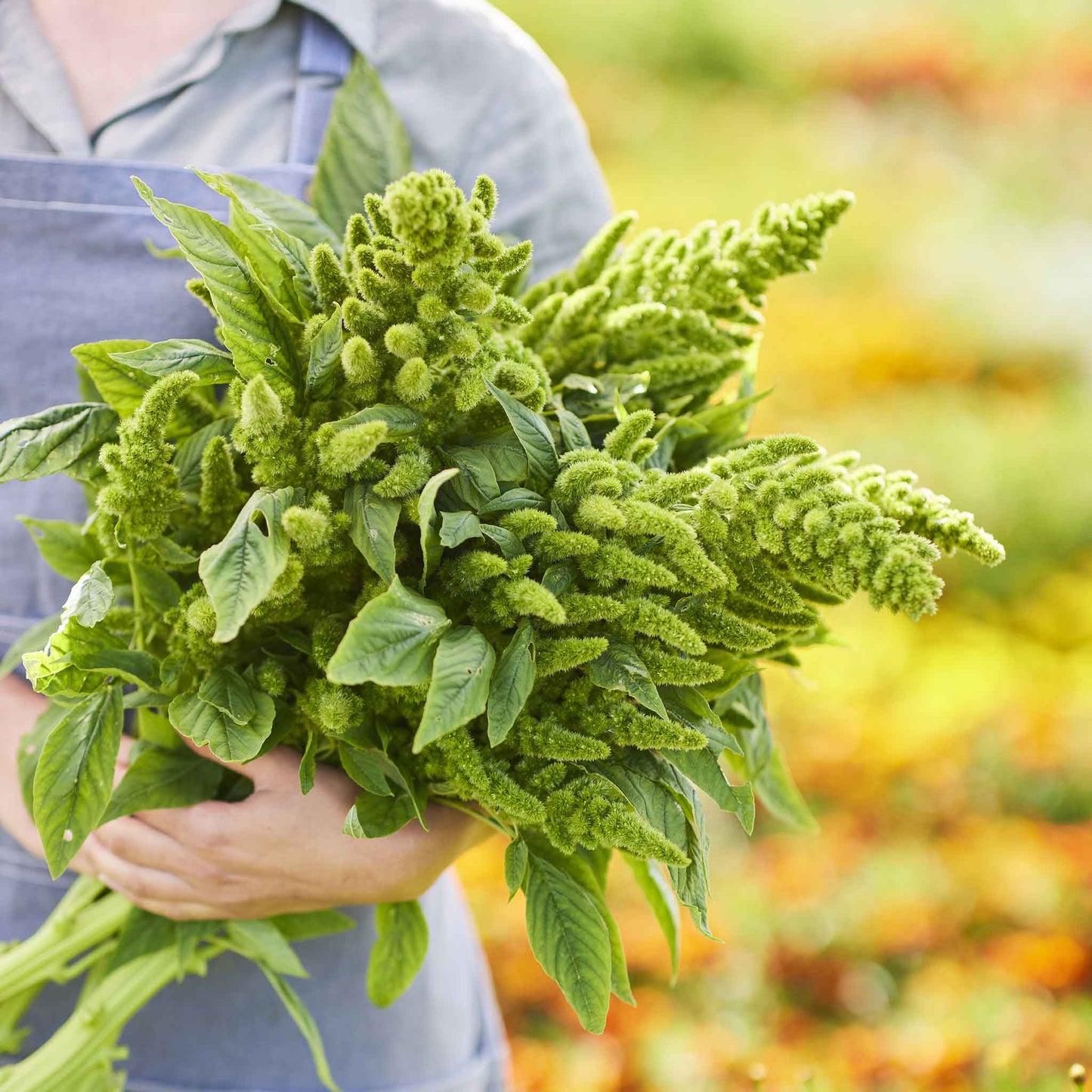 amaranth green thumb