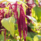 love lies bleeding