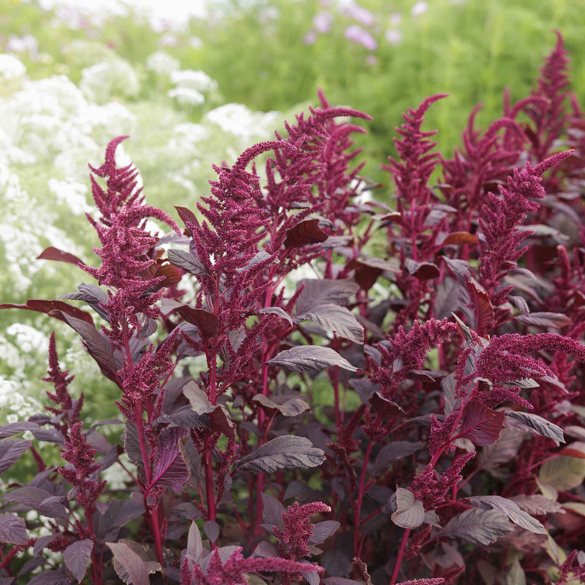 red amaranth seeds for planting Bulk Amaranth Seeds - Red Garnet