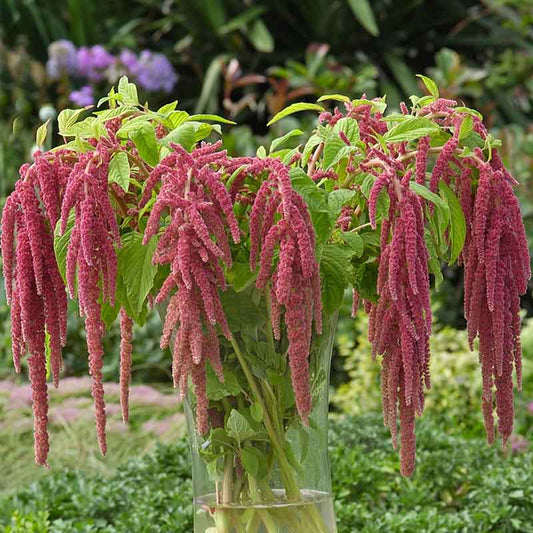 amaranthus coral fountains