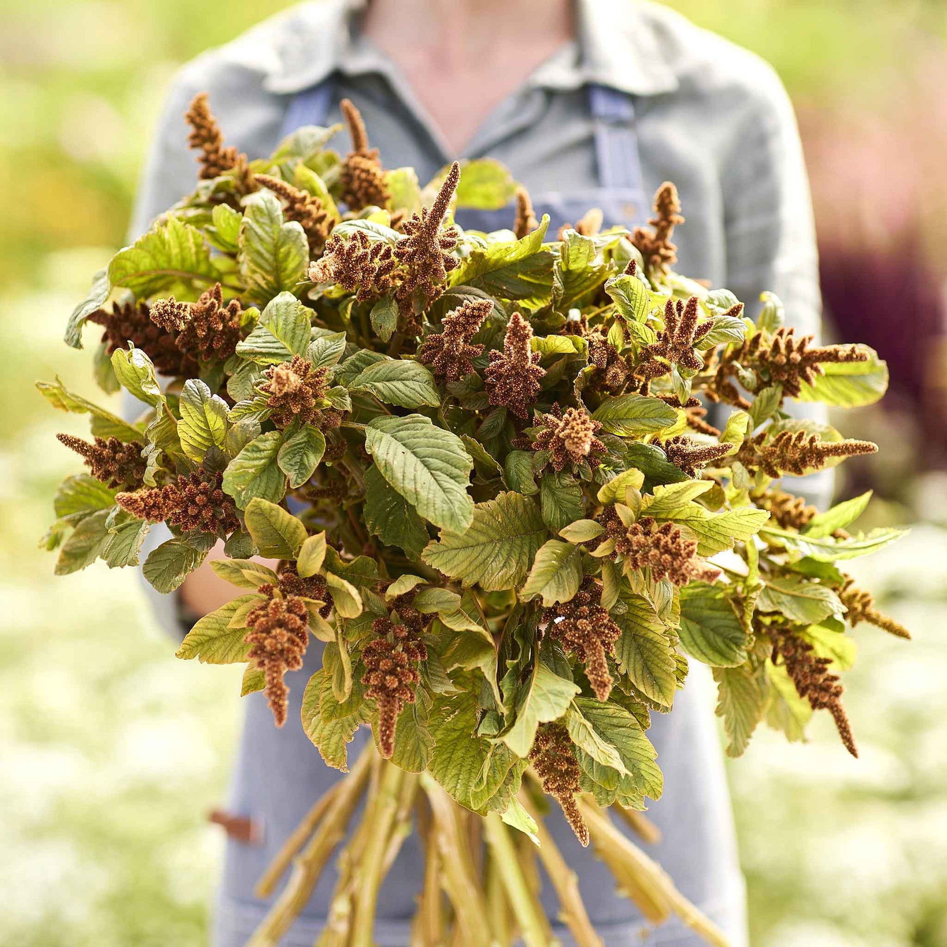 amaranth plant seeds Bulk Amaranthus Seeds - Hot Biscuits