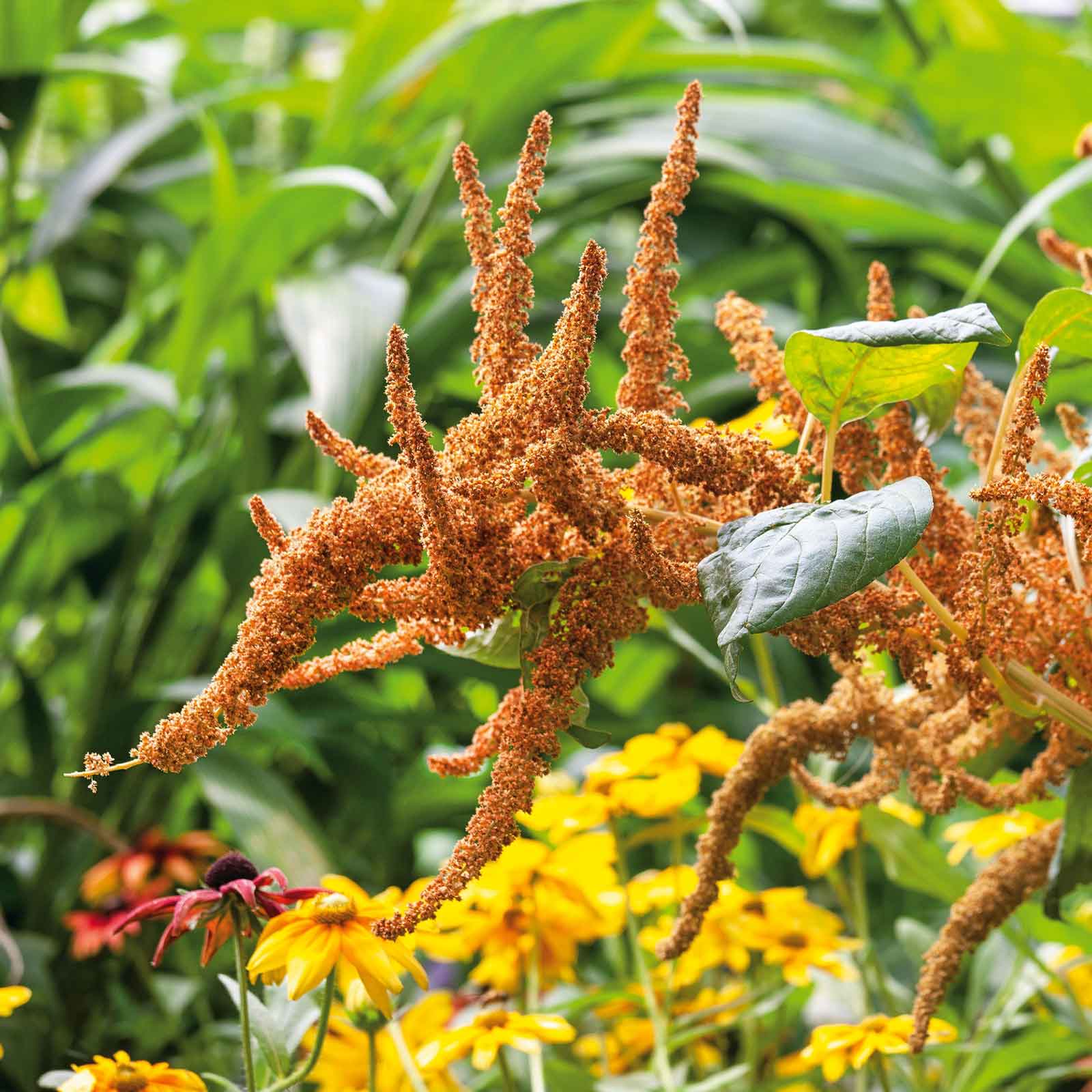 amaranth plant seeds Bulk Amaranthus Seeds - Hot Biscuits