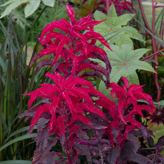 amaranth josephs coat early splendor