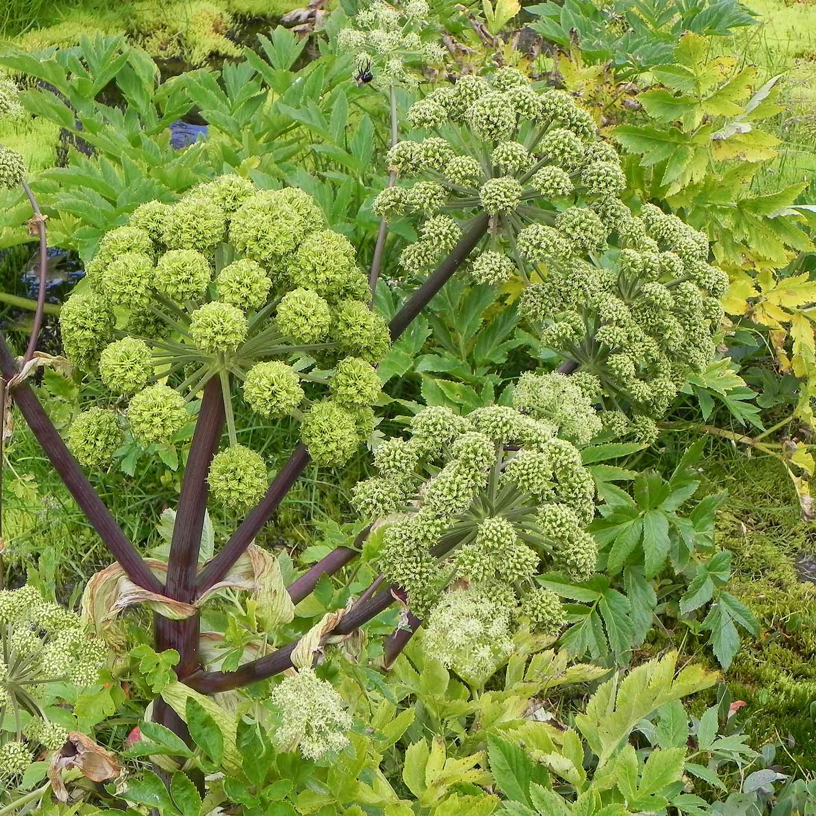flower of the holy spirit seeds Bulk Angelica Seeds - Holy Ghost