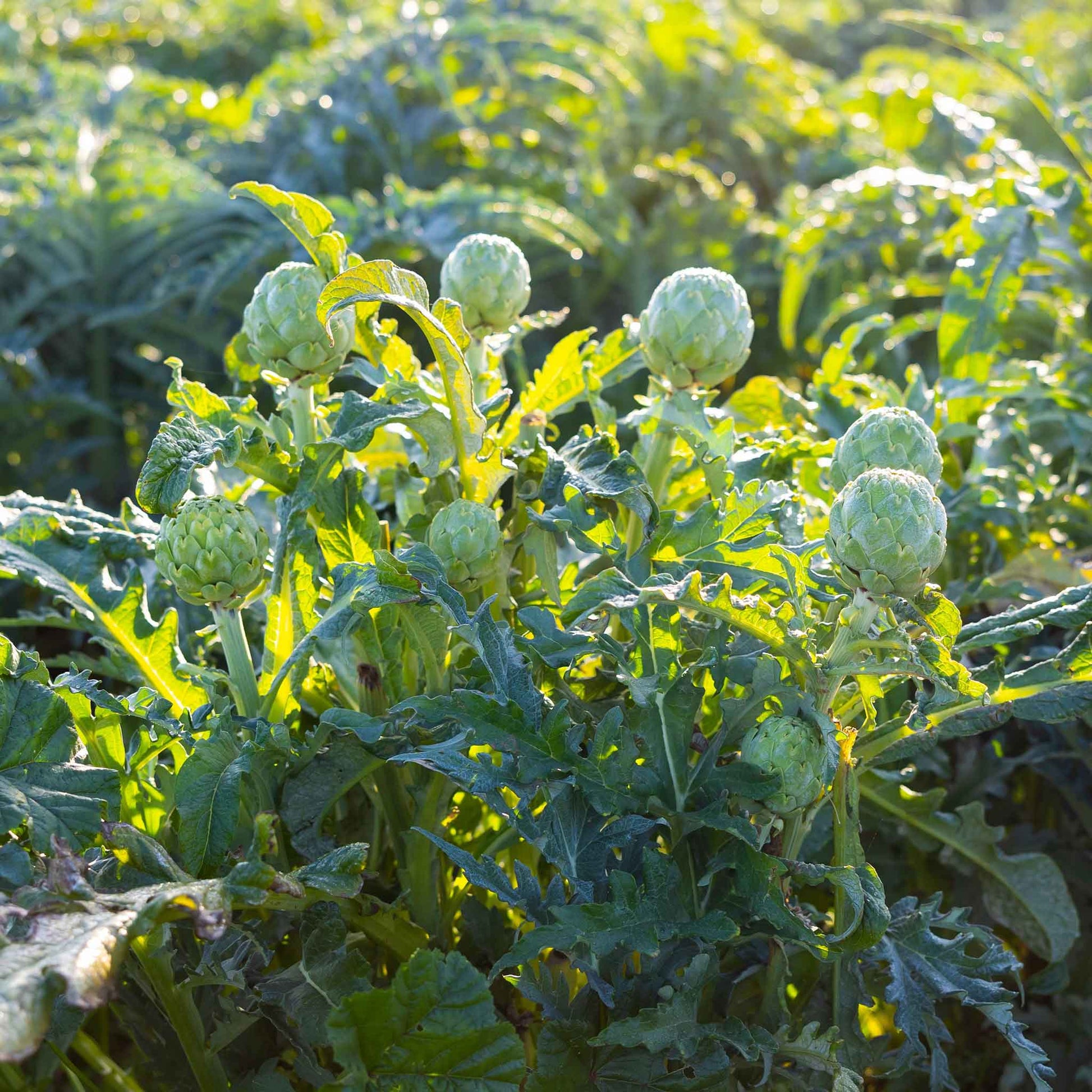 plant artichoke seeds Bulk Artichoke Seeds - Green Globe