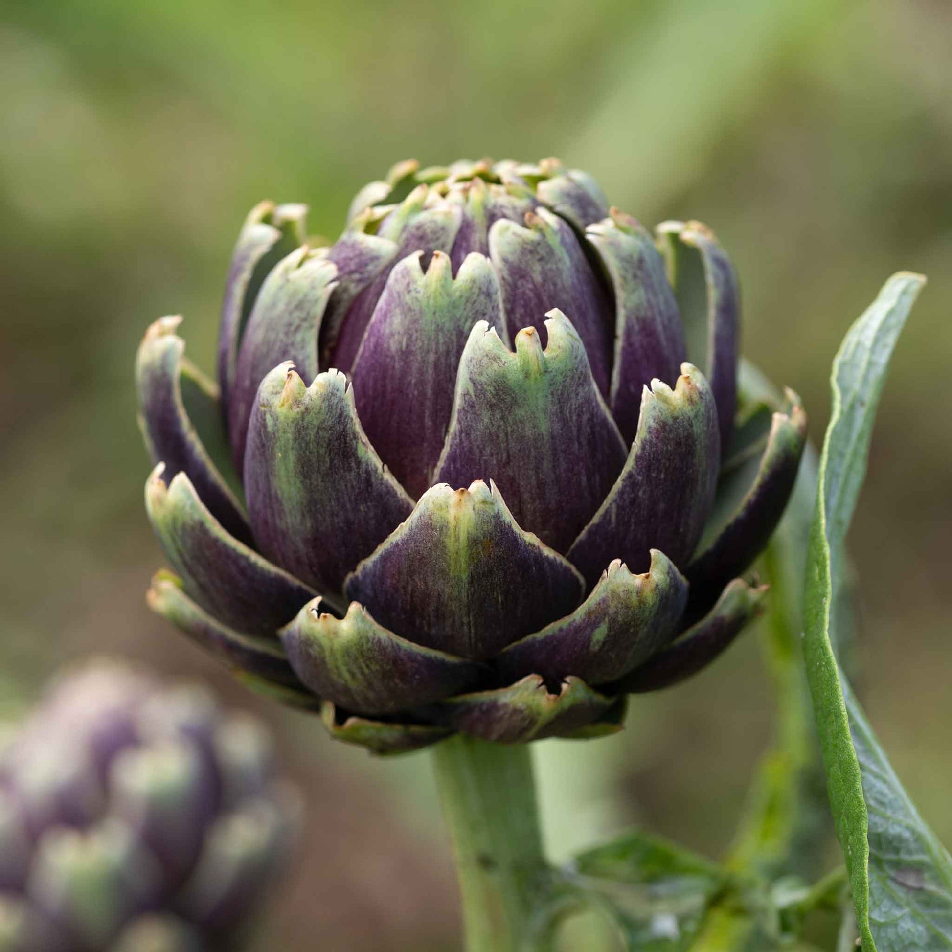 artichoke flower seeds Bulk Artichoke Seeds