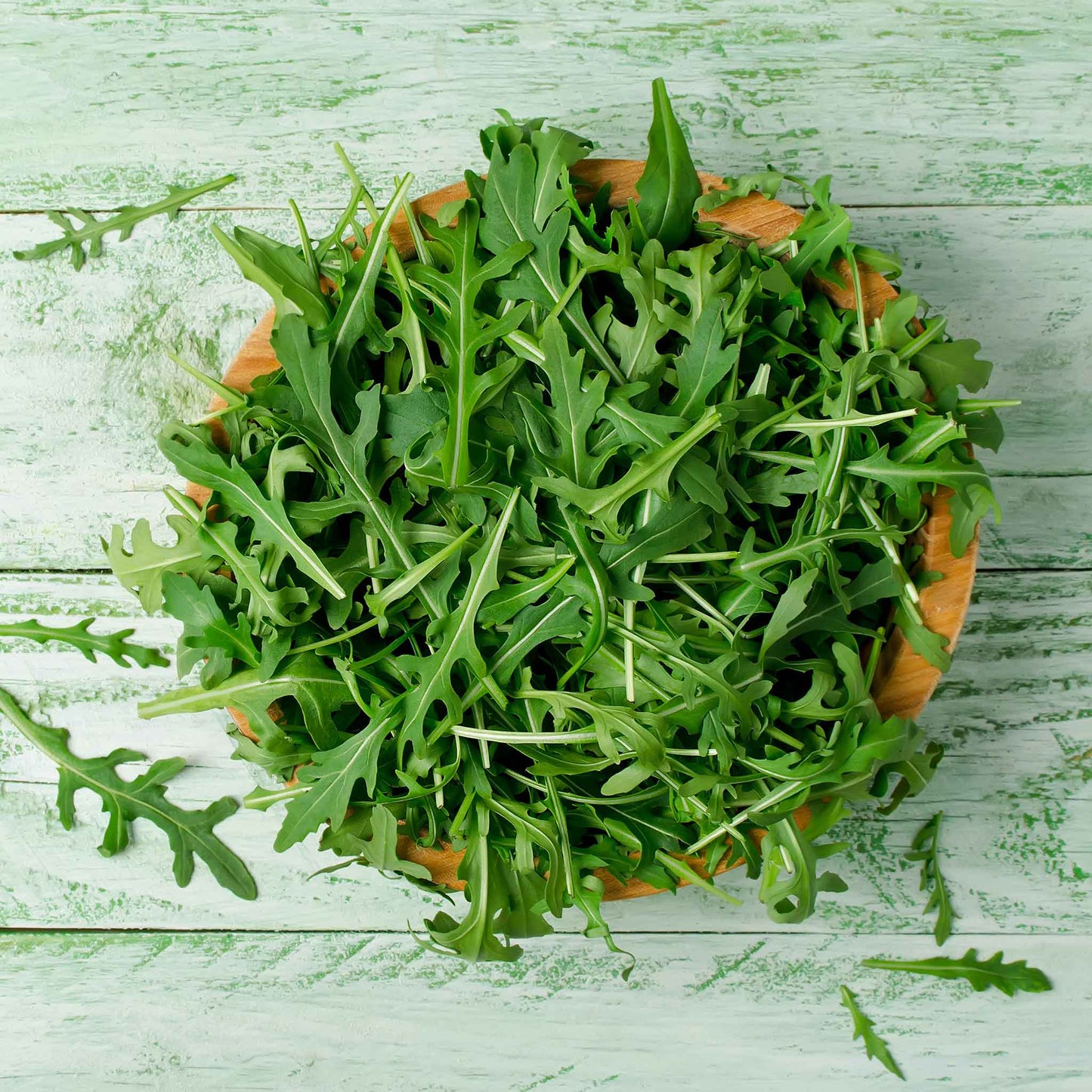 Bulk Arugula Seeds Wild Rocket Bulk Seed Store bulk-arugula-seeds-wild-rocket-bulk-seed-store