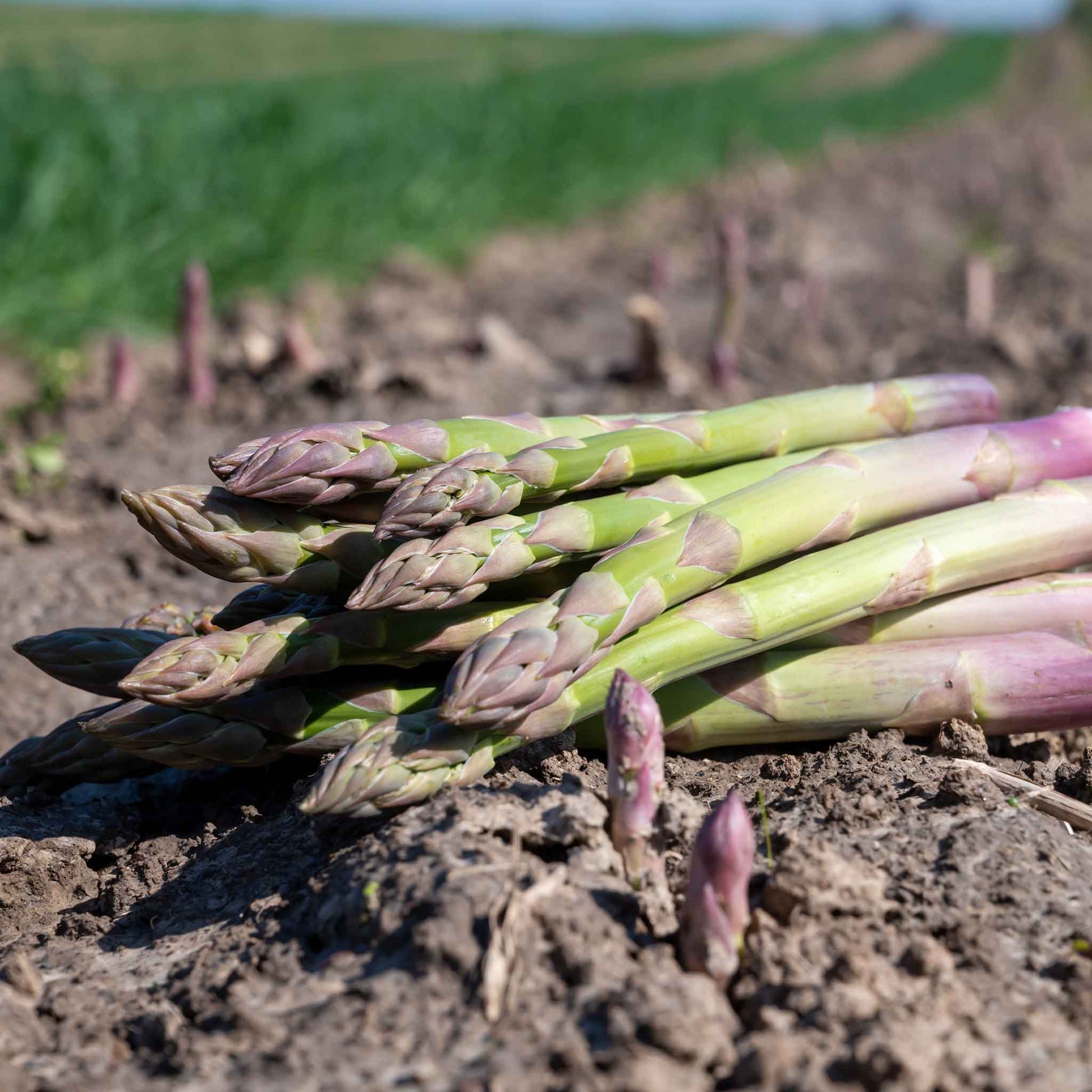 asparagus seed planting Bulk Asparagus Seeds - UC-157 F2