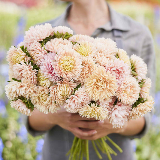 aster apollonia chamois