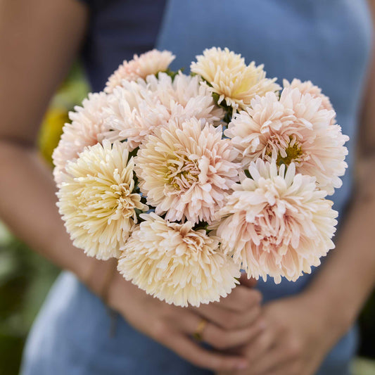 Close up of a person holding a bouquet of china aster king size apricot flowers in a garden setting
