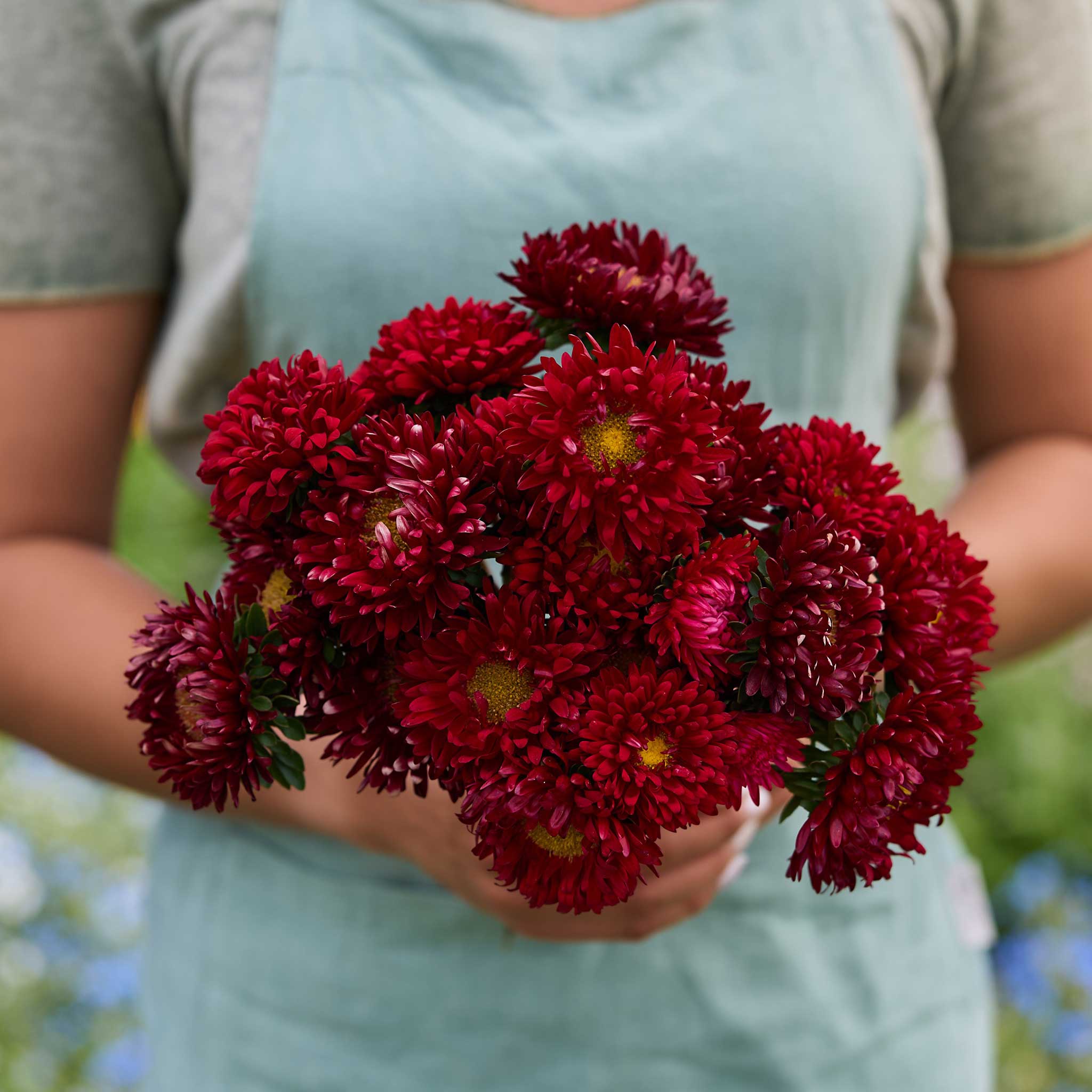 Bulk Seed Store China Aster Seeds - Thumbnail 3