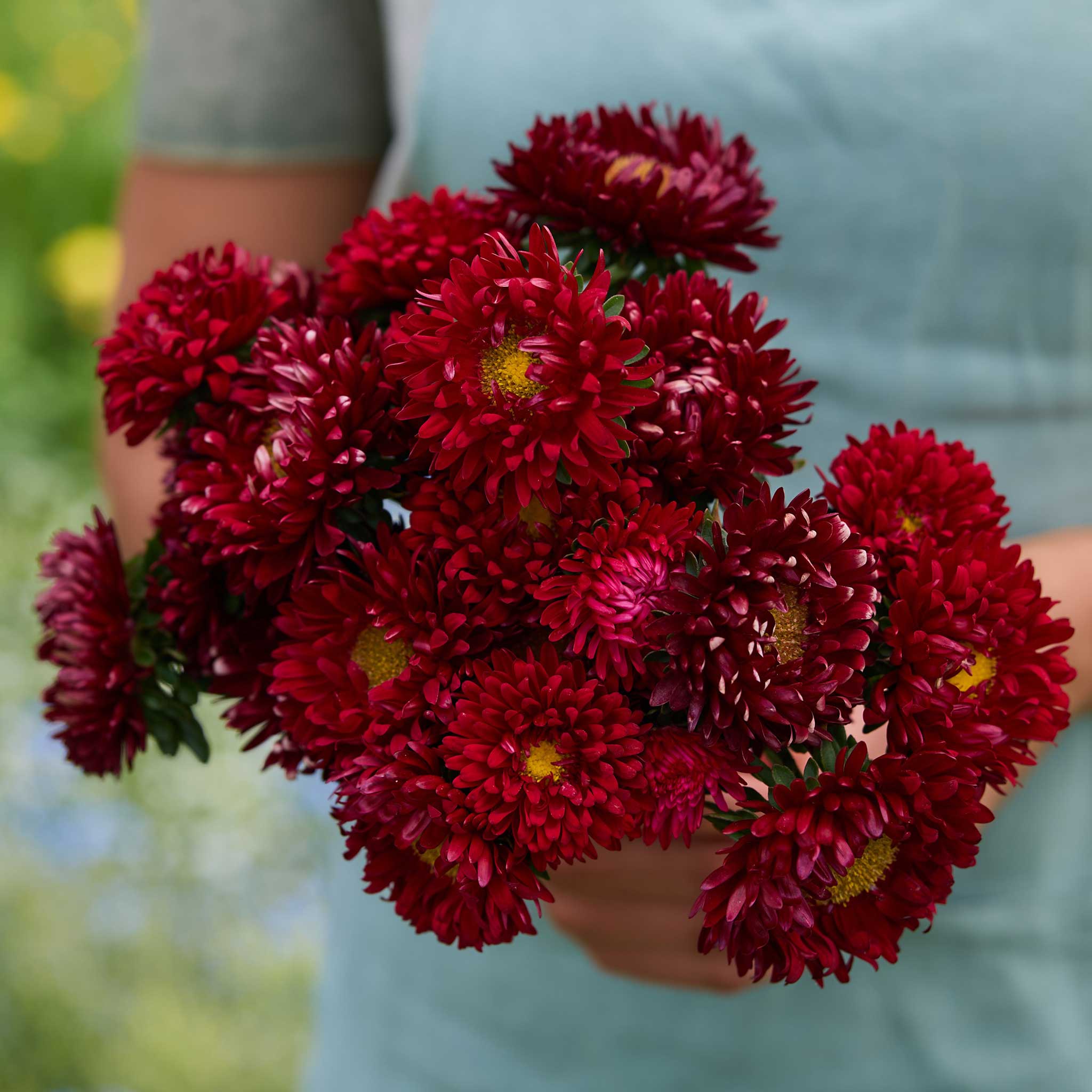 Bulk Seed Store China Aster Seeds