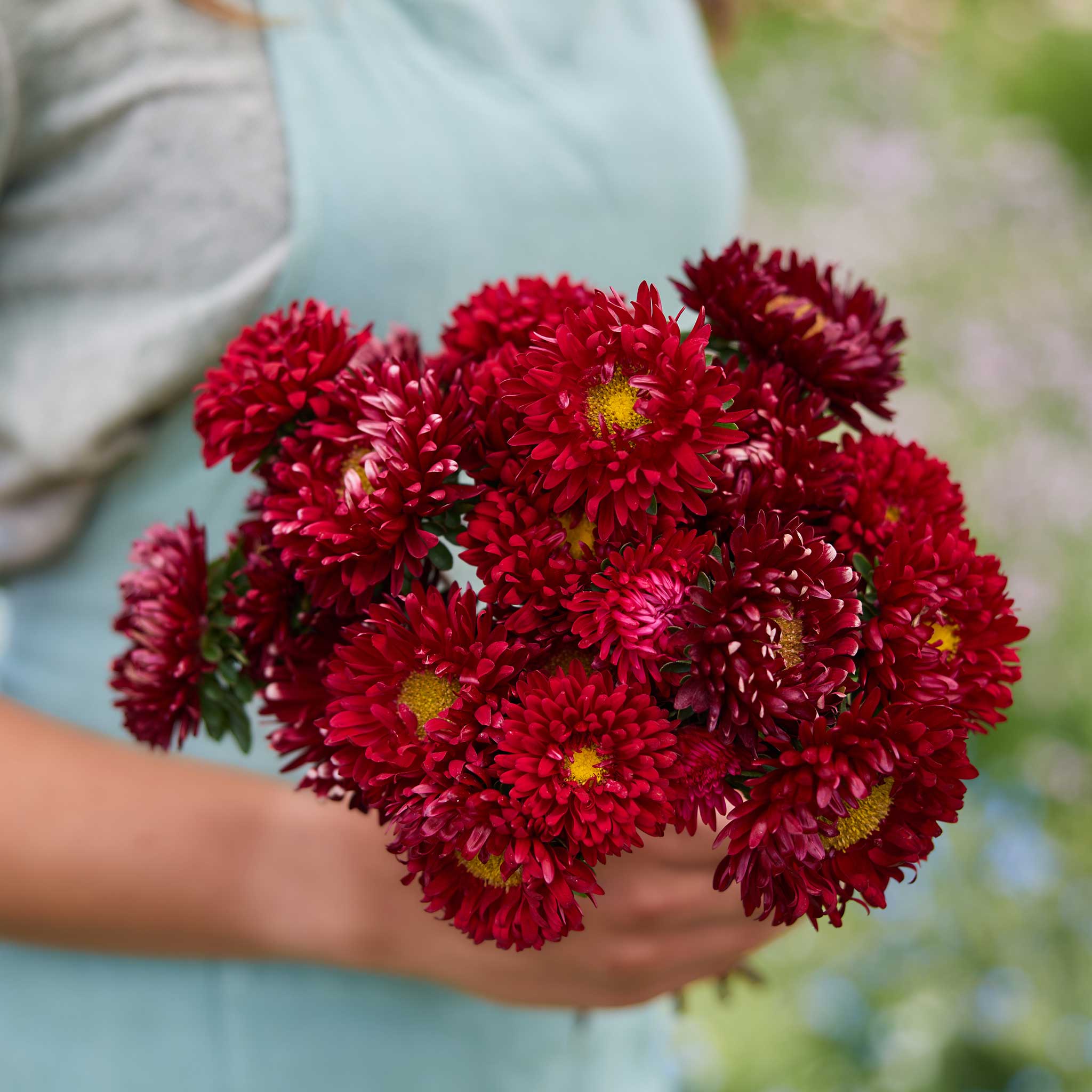 Bulk Seed Store China Aster Seeds - Thumbnail 4
