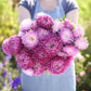 Person holding a bouquet of china aster pavlova white lilac flowers in a garden setting