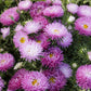 China aster pavlova white lilac flowers growing in a natural setting