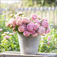 aster duchess apricot