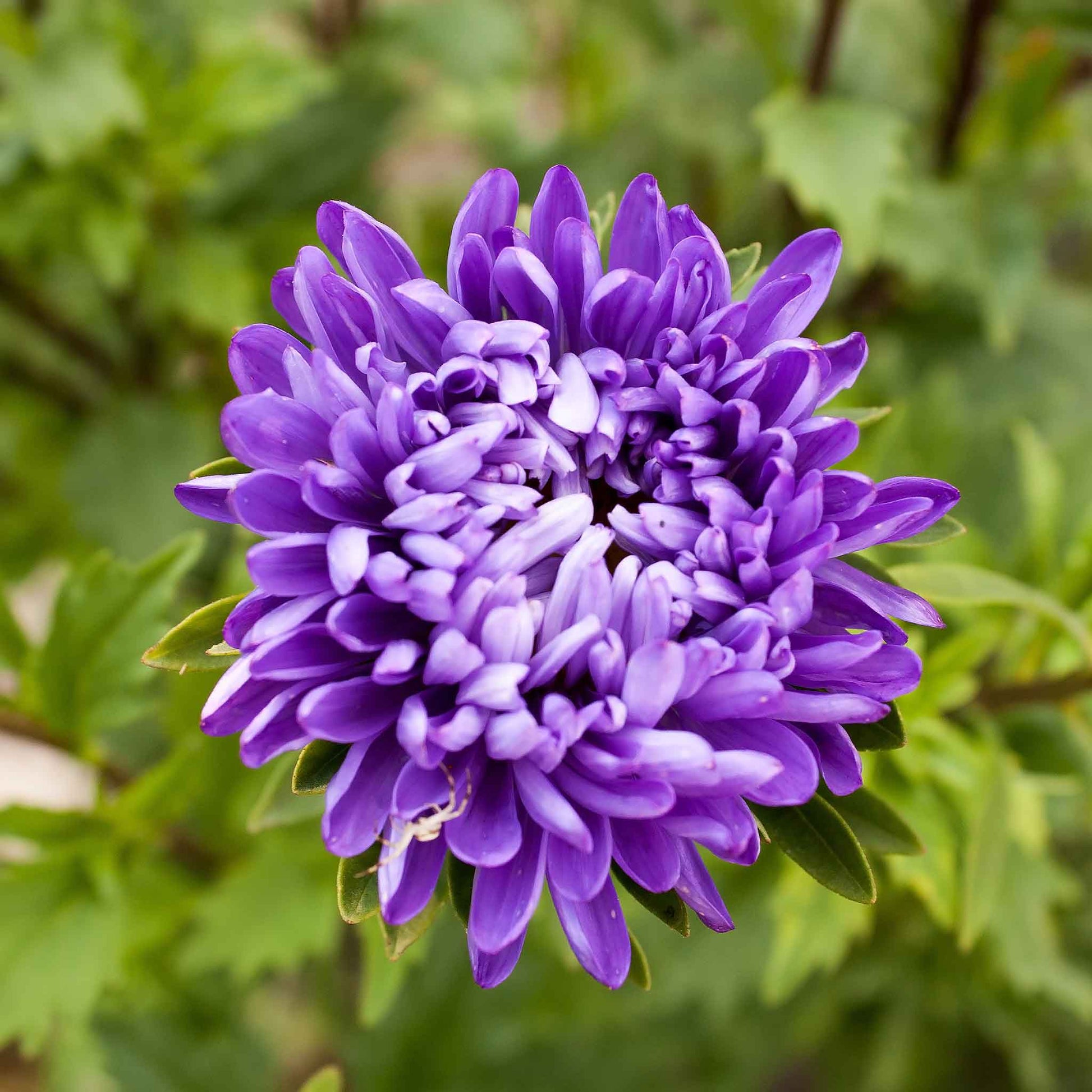 aster flower seeds germination Bulk Aster Seeds (Semi-Dwarf)