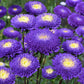 aster pompon blue and white