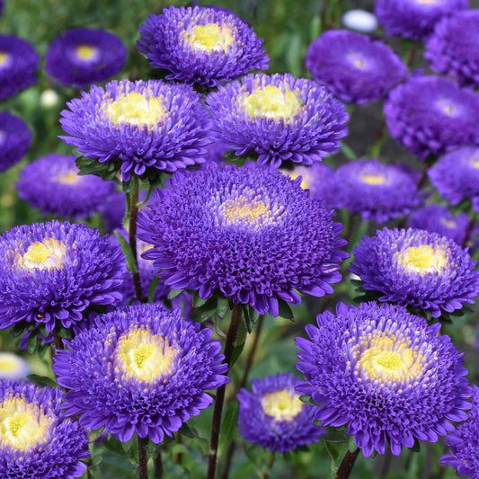 aster pompon blue and white