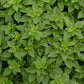 Close up of basil kitchen mins bonsai leaves taking up the frame.