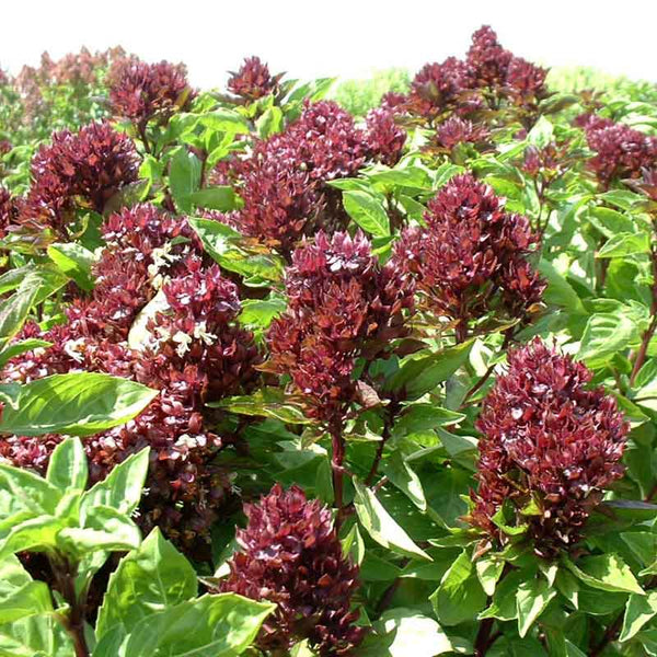 basil seed for planting Bulk Basil Seeds - Cardinal