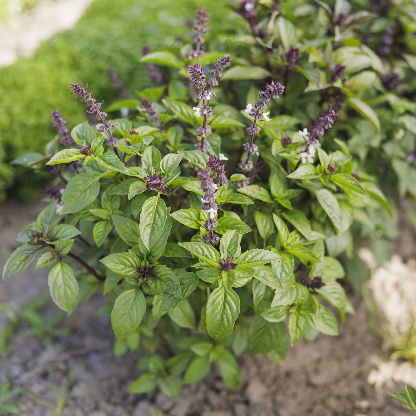 basil cinnamon plant Bulk Basil Seeds - Cinnamon