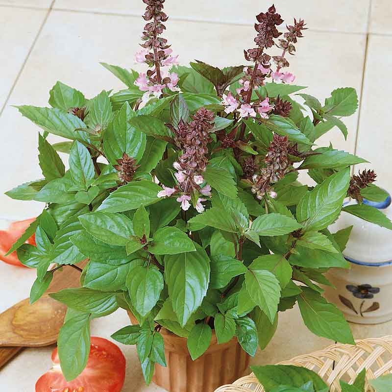 cinnamon basil plant Bulk Basil Seeds - Cinnamon