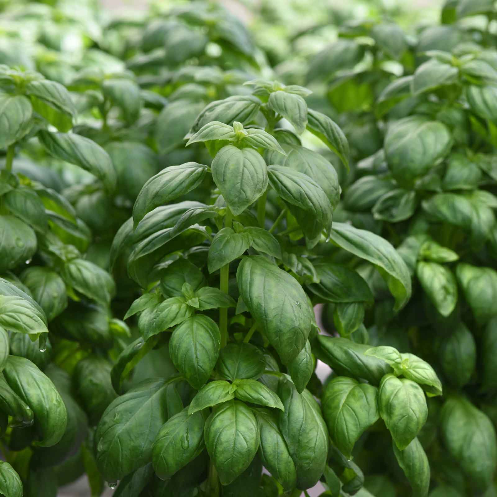 basil everleaf emerald tower