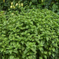 Basil everleaf lemon growing on a bush with rich green leaves.
