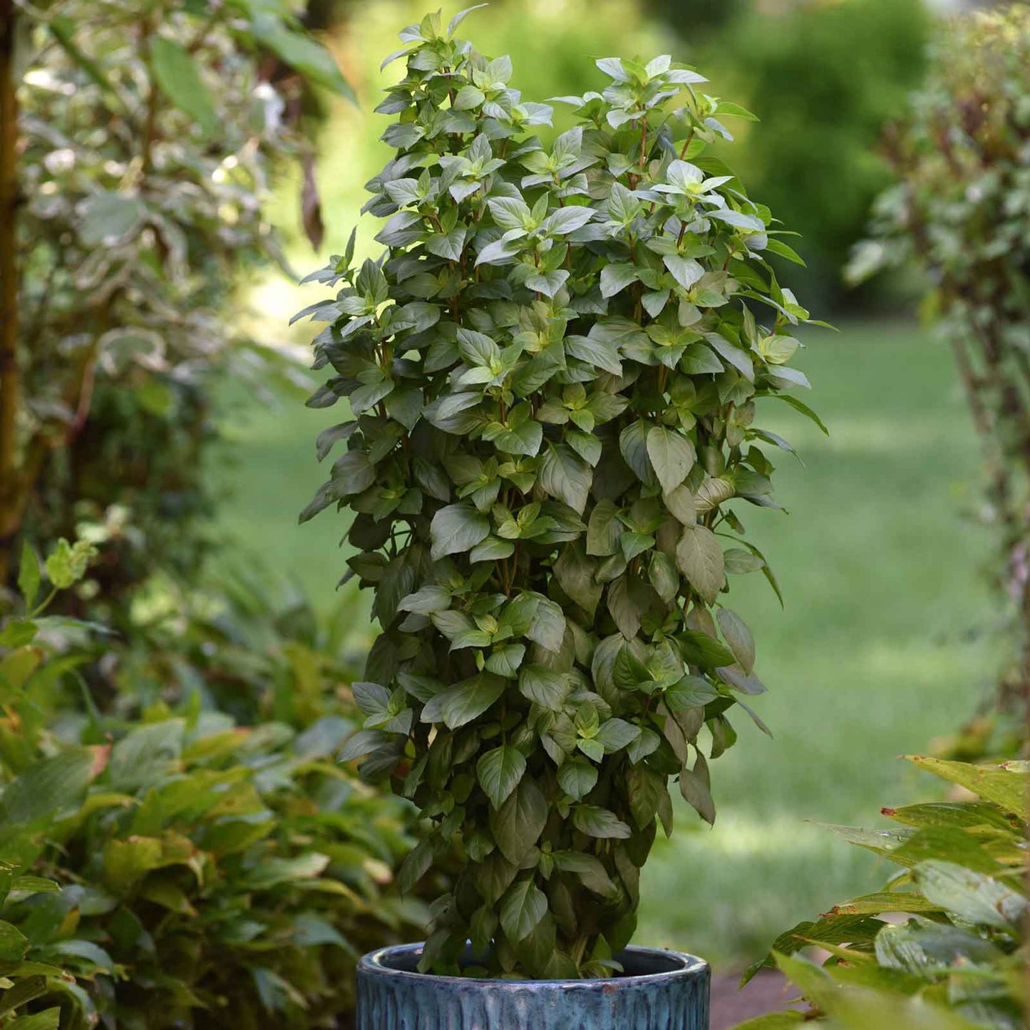 A view of Everleaf Thai Towers basil, ready for harvest, planted in a pot on a patio.