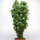 Everleaf Thai Towers plant stands upright in a brown pot against a white background.
