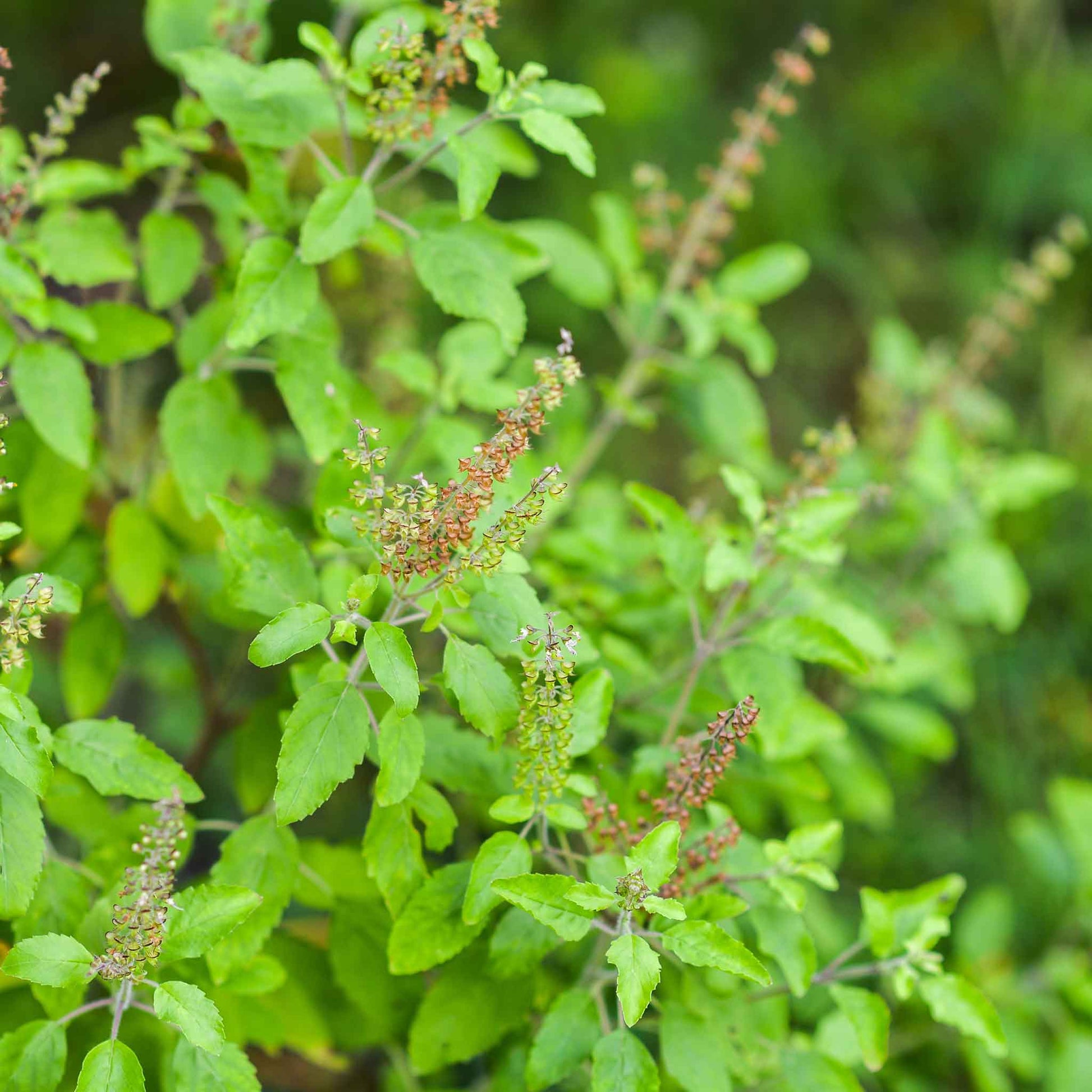 holy basil seeds for planting Basil Seeds - Holy | Herb Seeds in Packets & Bulk