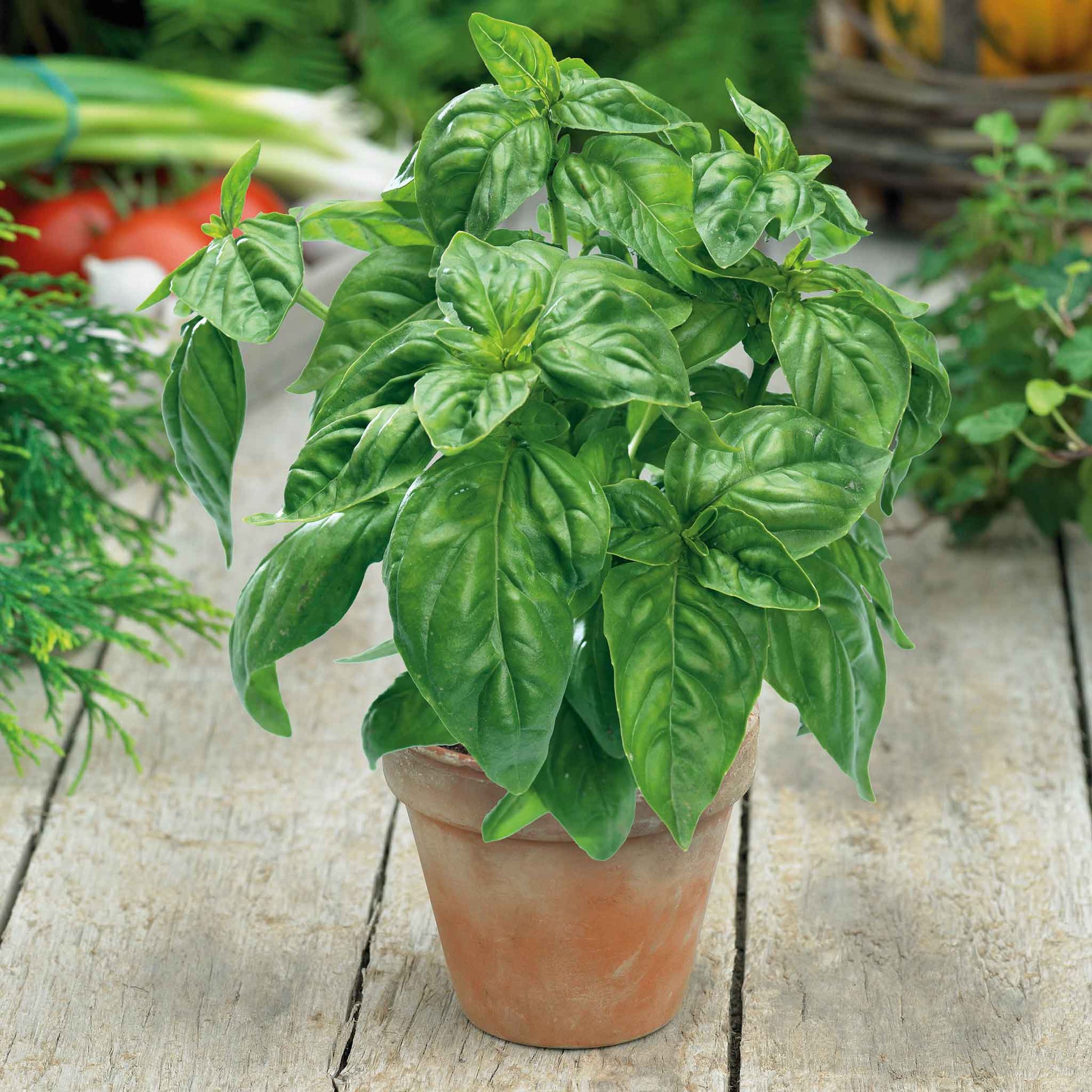 pots for basil plants Bulk Basil Seeds - Large Sweet for Pots
