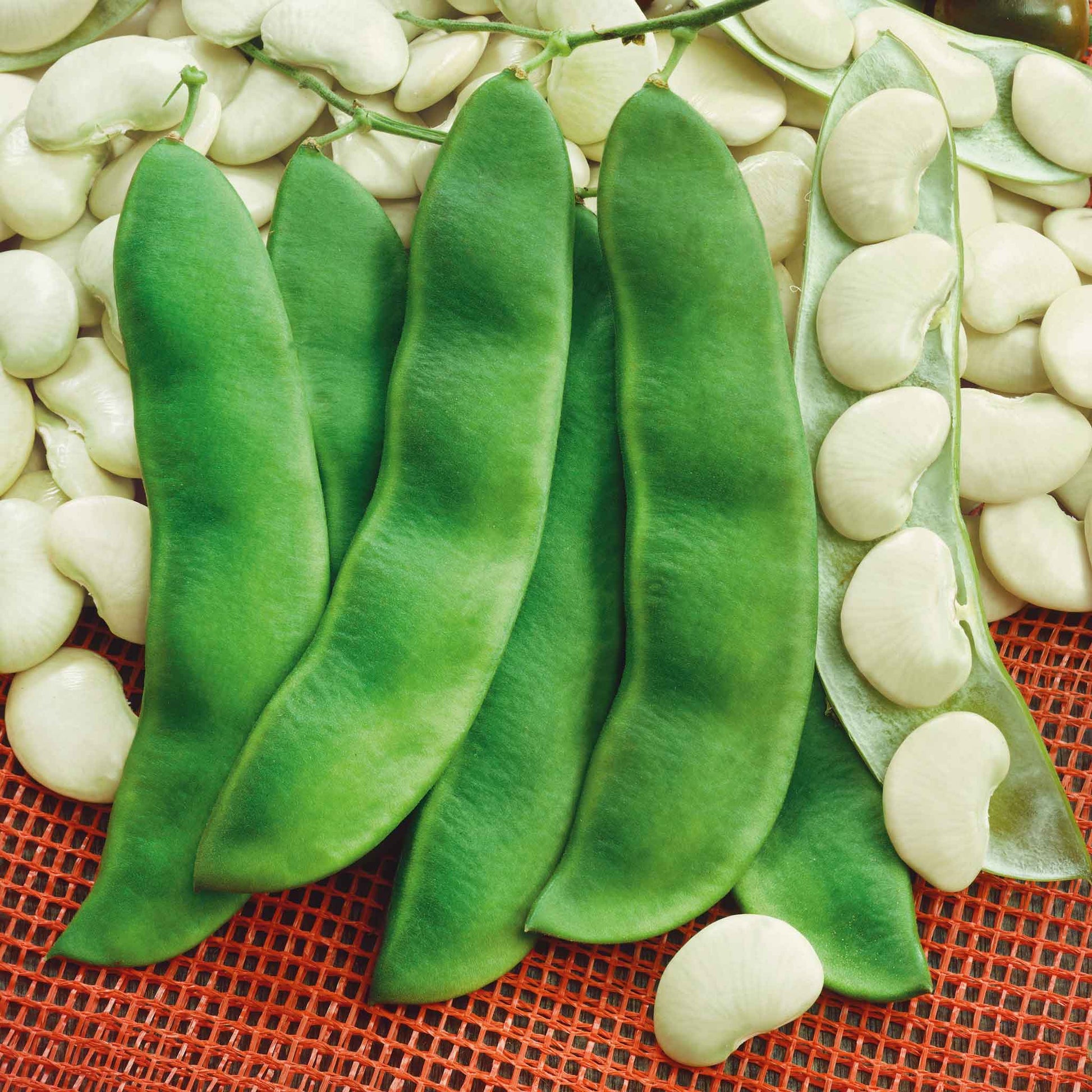lima bean seeds to plant Bulk Bean Seeds (Bush Lima) - Henderson
