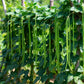 Beans orient wonder growing on a plant in a garden.