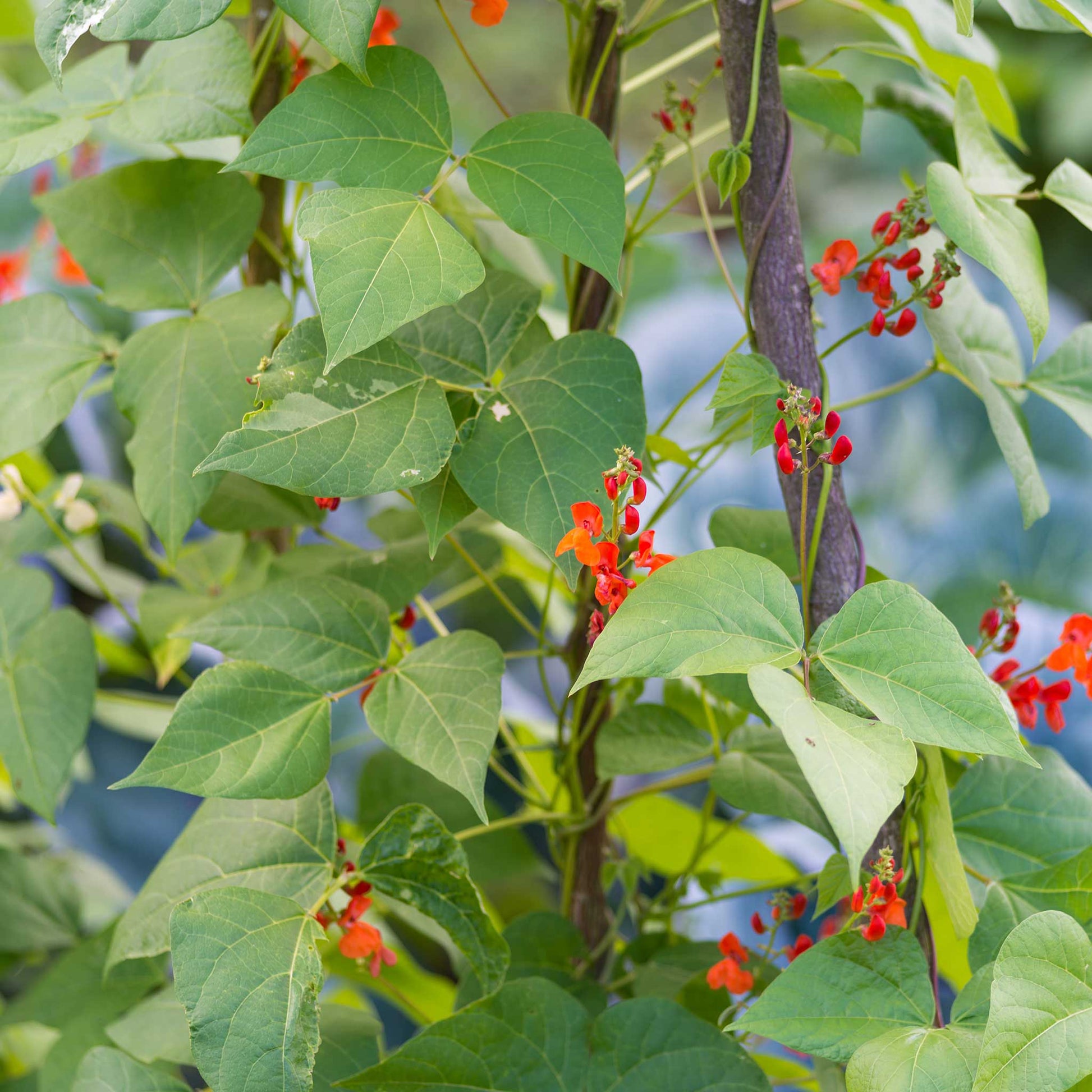 the emperor and the flower seeds Bulk Bean Seeds (Runner) - Scarlet Emperor