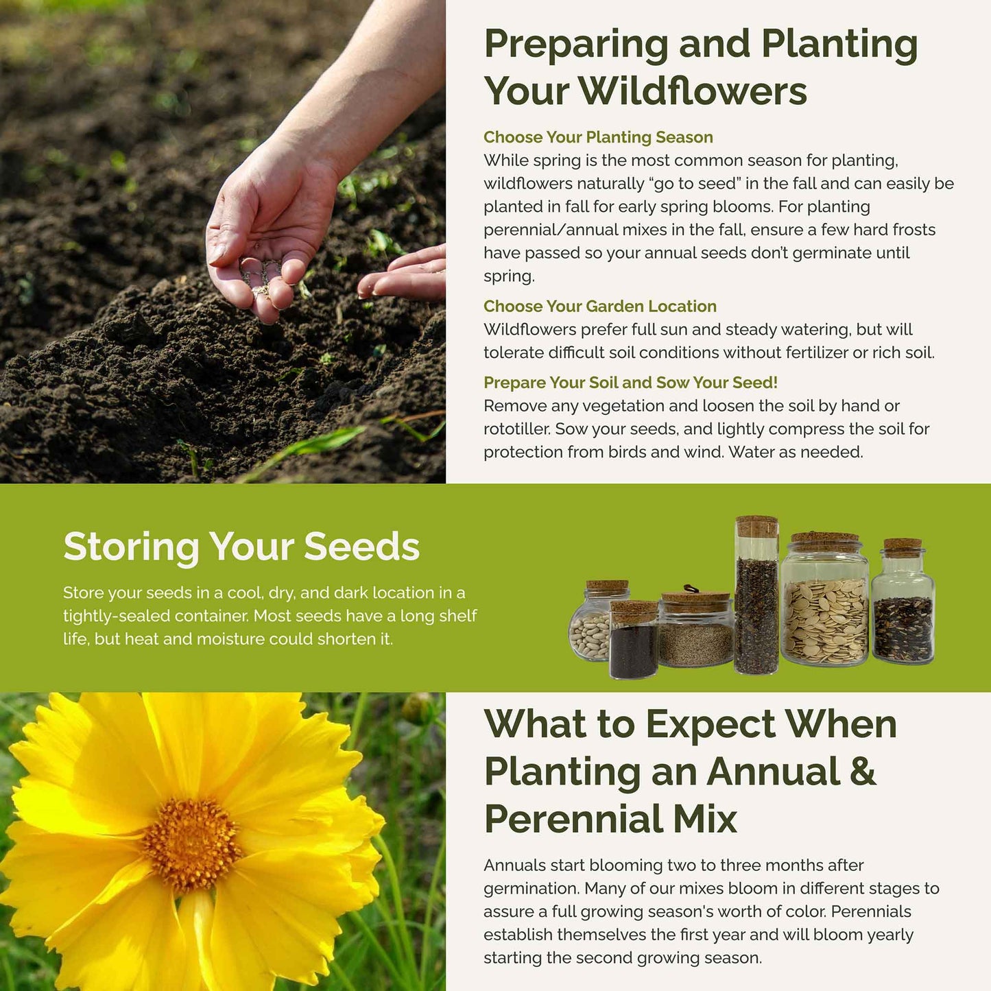 bees knees planting