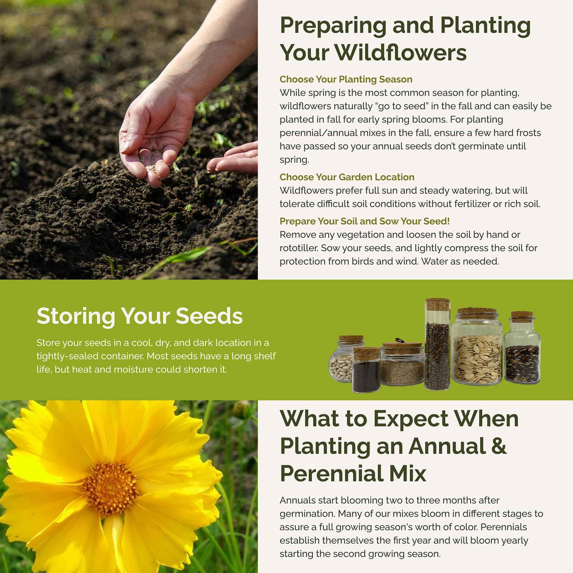 bees knees planting