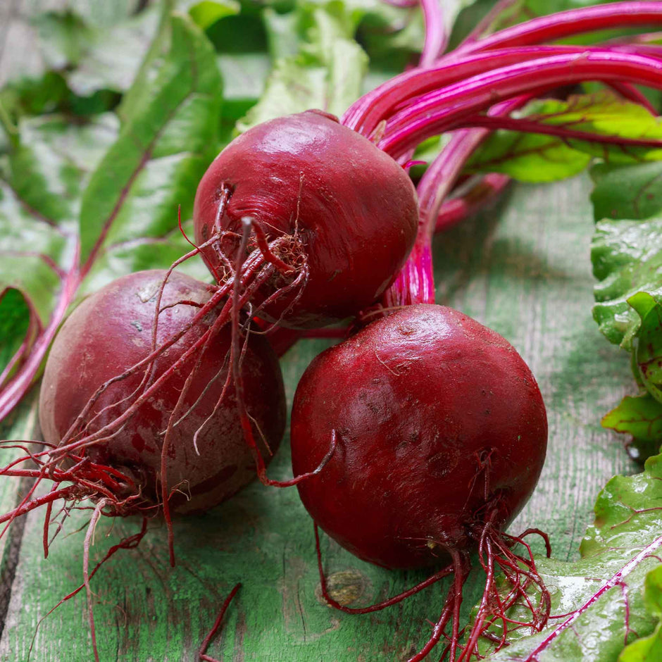 Bulk Beet Seeds | Buy in Bulk & Save | Bulk Seed Store