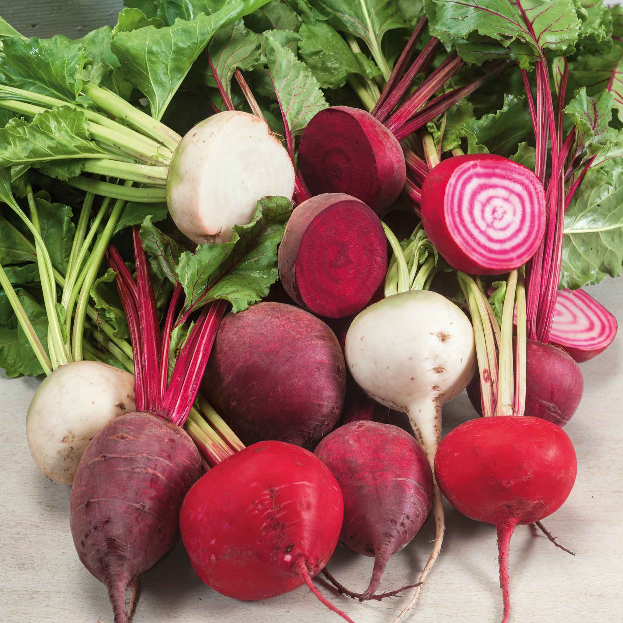 Beet Multi Bulk Beet Seeds - Rainbow Mix | Bulk Seed Store