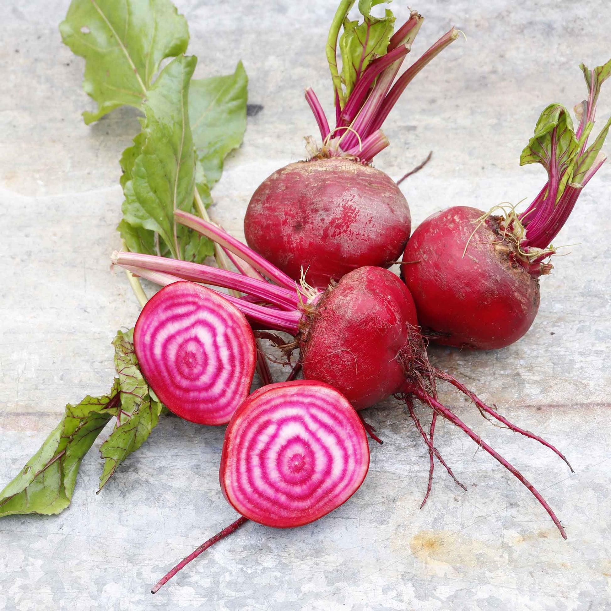 beetroot plant seeds Bulk Beet Seeds - Chioggia