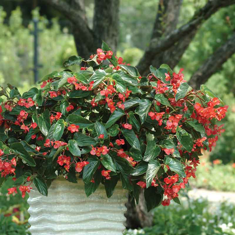 begonia dragon wing red