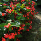 begonia dragon wing red