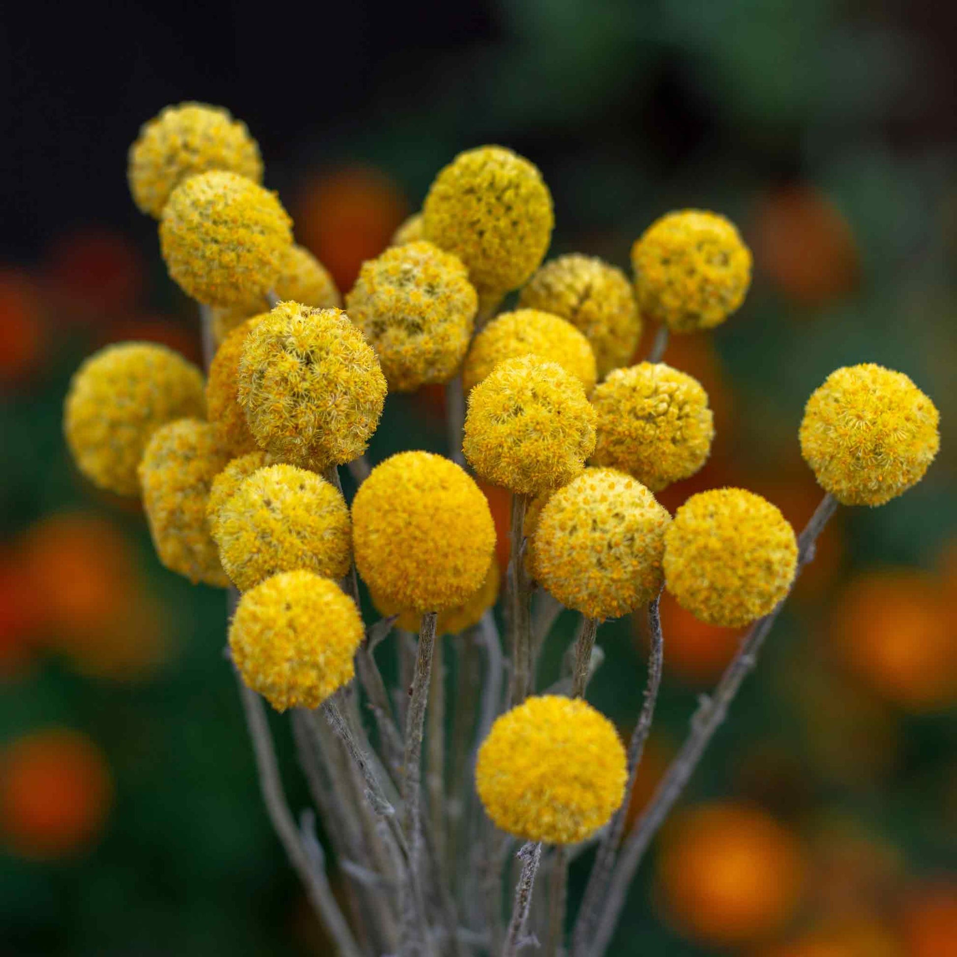plant a seed bored button Billy Button Seeds | Flower Seeds