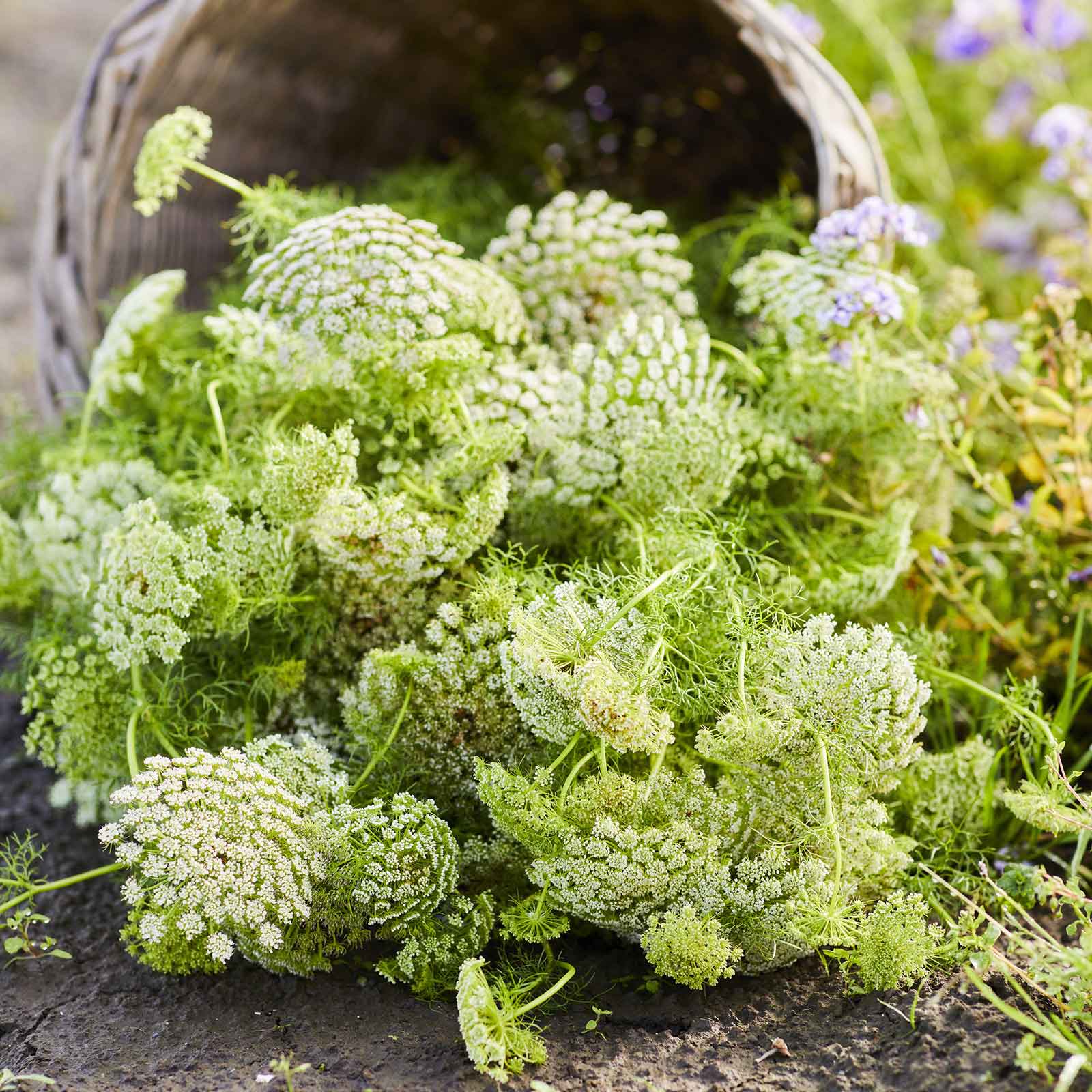 growing bishop's flower from seed Bulk Bishop's Flower Seeds - Green Mist