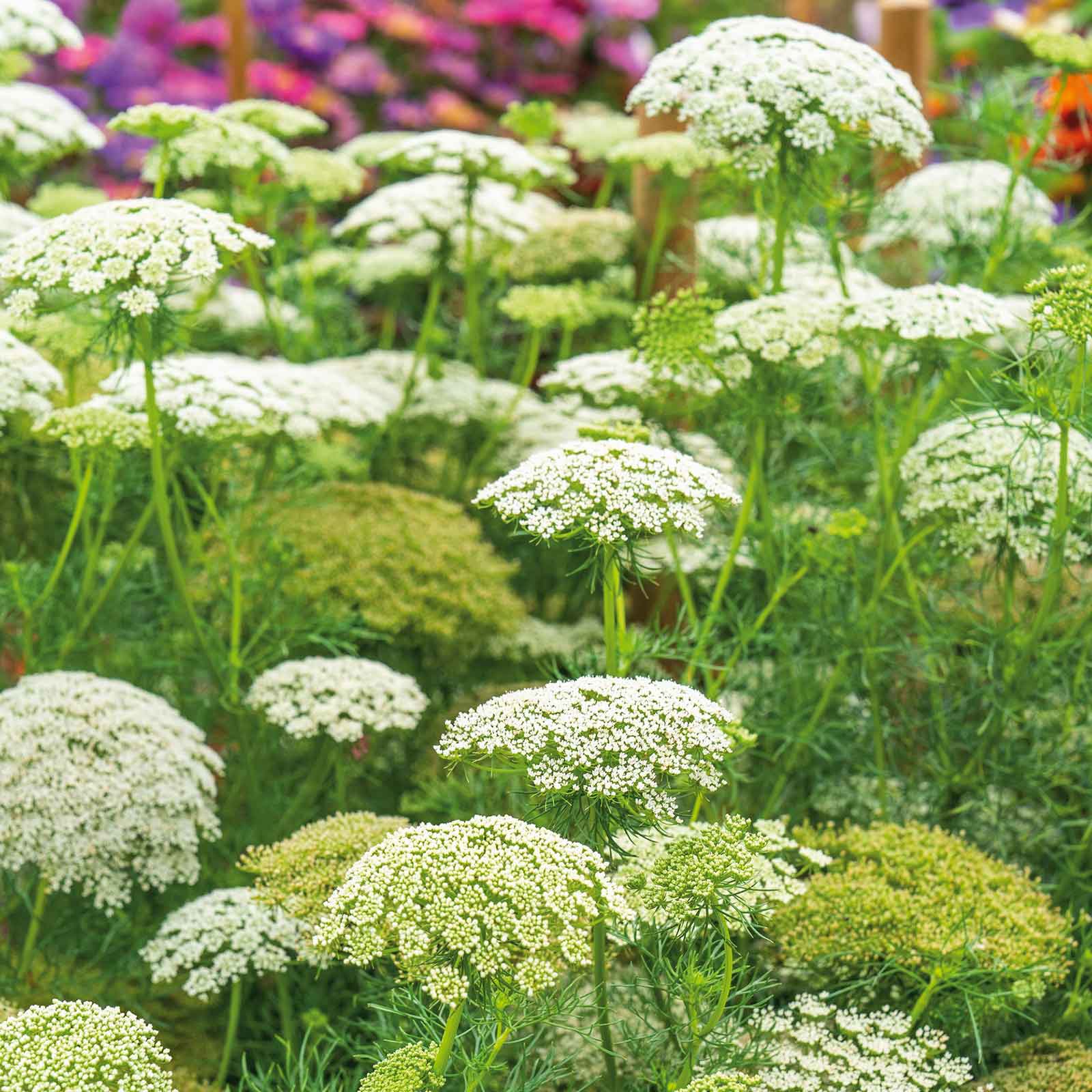 growing bishop's flower from seed Bulk Bishop's Flower Seeds - Green Mist
