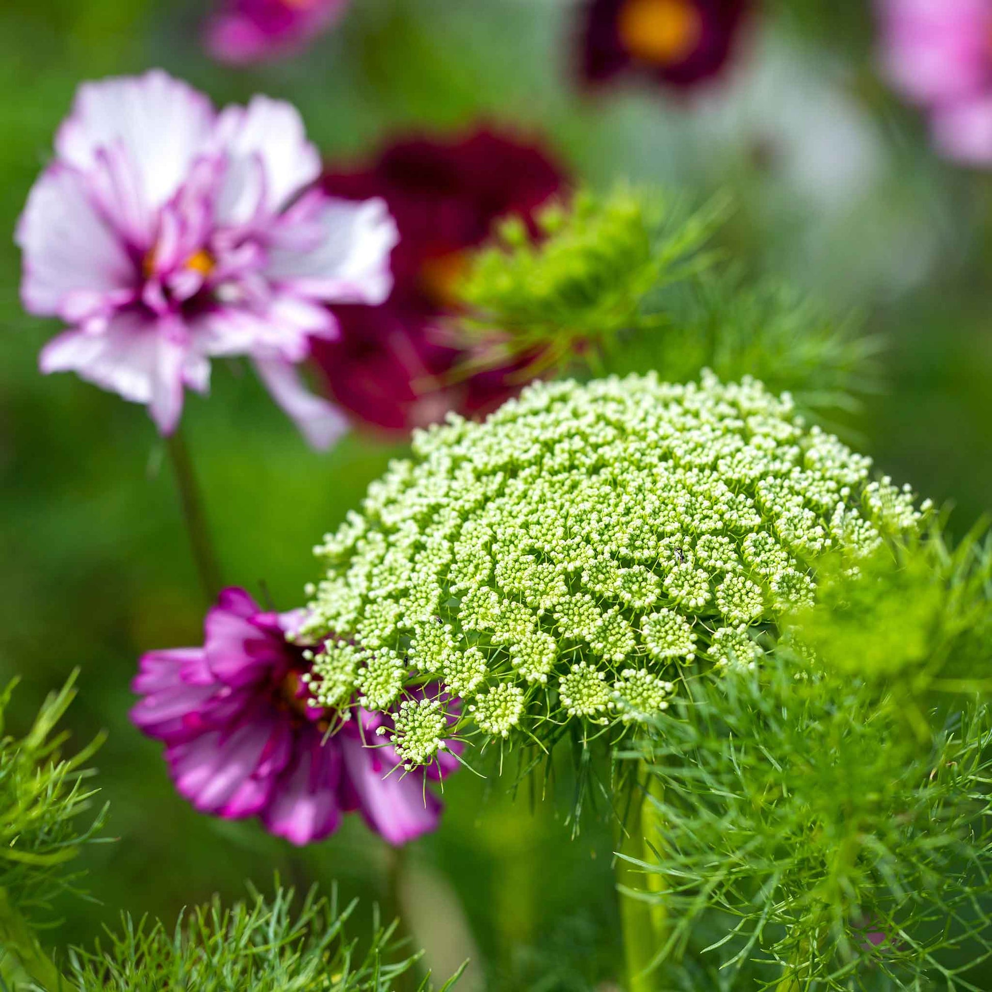 growing bishop's flower from seed Bulk Bishop's Flower Seeds - Green Mist